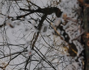 Swamp Reflections