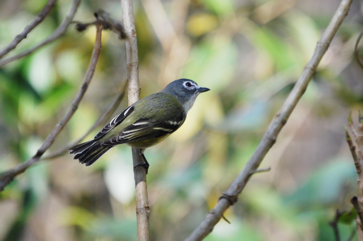 Blue-headed vireo