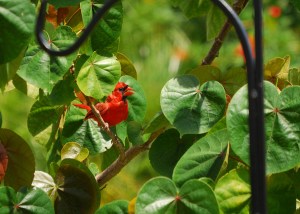 Cardinal-male3