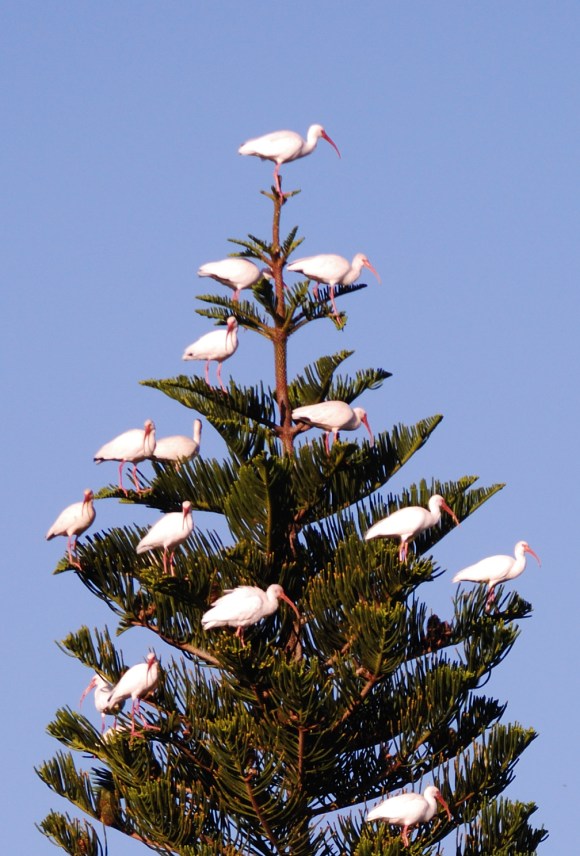 Some white ibis look like Christmas decorations in the top of a very tall tree. 