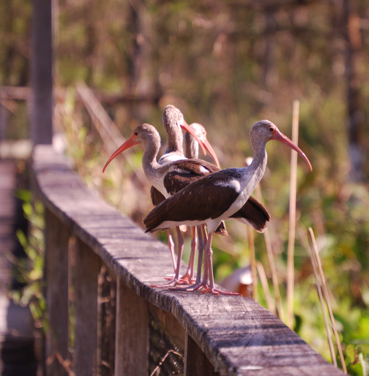 Bird Rookery Swamp Images | Image and Likeness