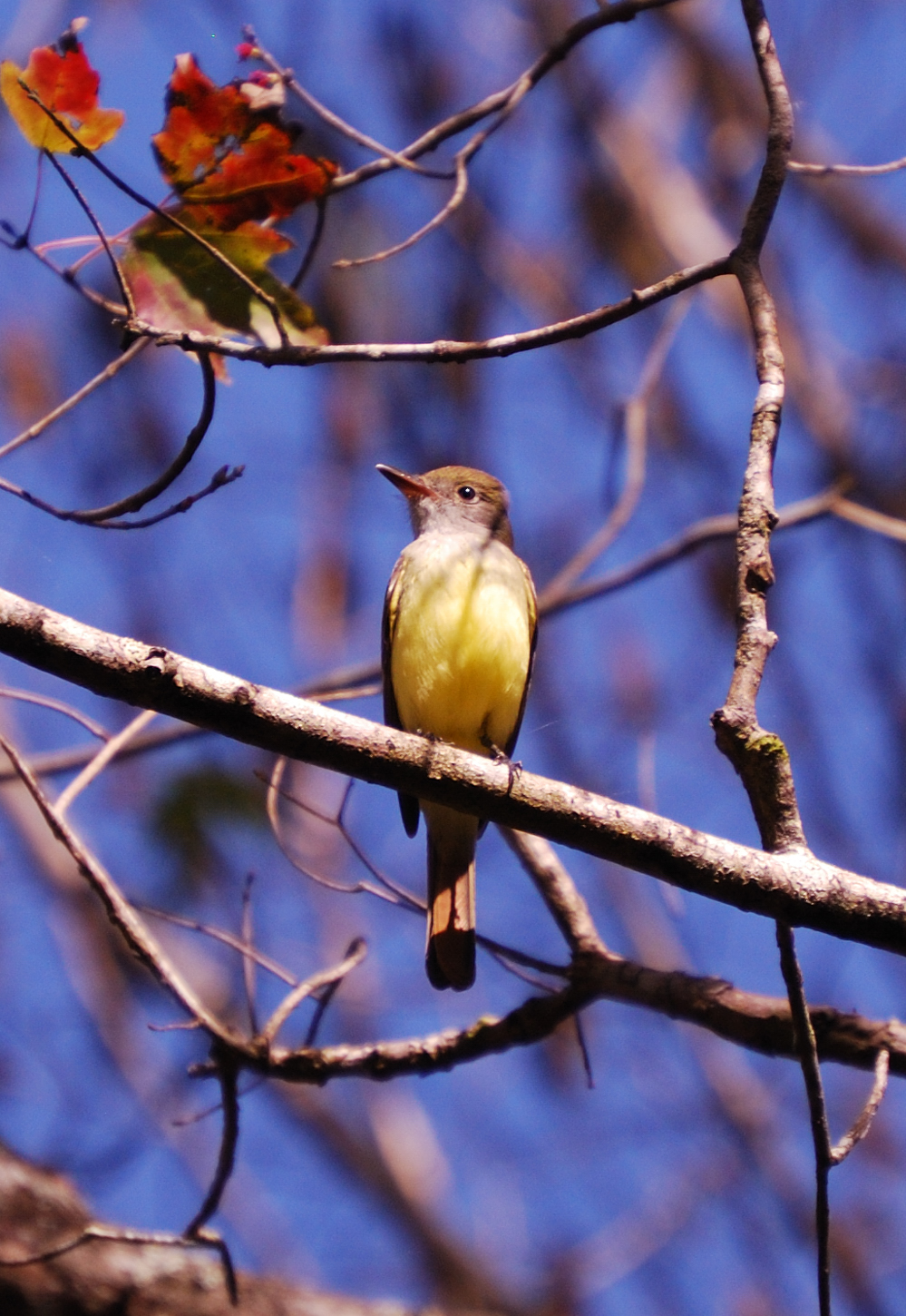 Bird Rookery Swamp Images | Image and Likeness