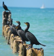 BirdsOnPilings